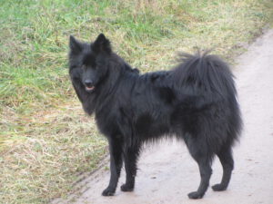 Aska von den Fildern schwarz Großspitz Hündin