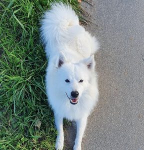 Albus Loki von den Schwanenspitzen