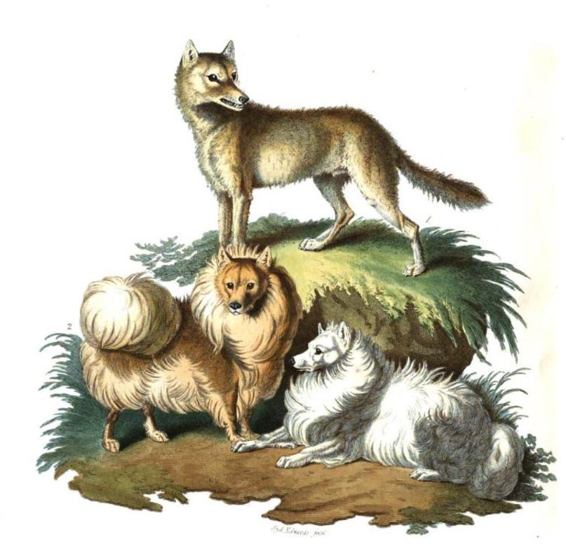 the Pomeranian Dog, Cynographia Britannica, (Auflage aus 1800) von Sydenham Edwards (1768-1819) 