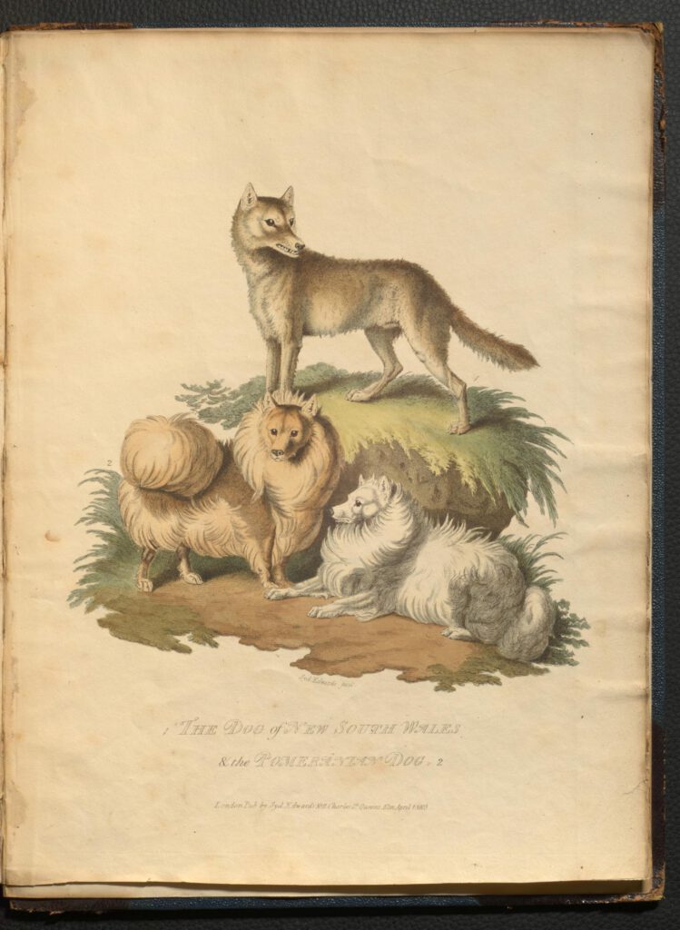 the Pomeranian Dog, Cynographia Britannica, (Auflage aus 1800) von Sydenham Edwards (1768-1819) 