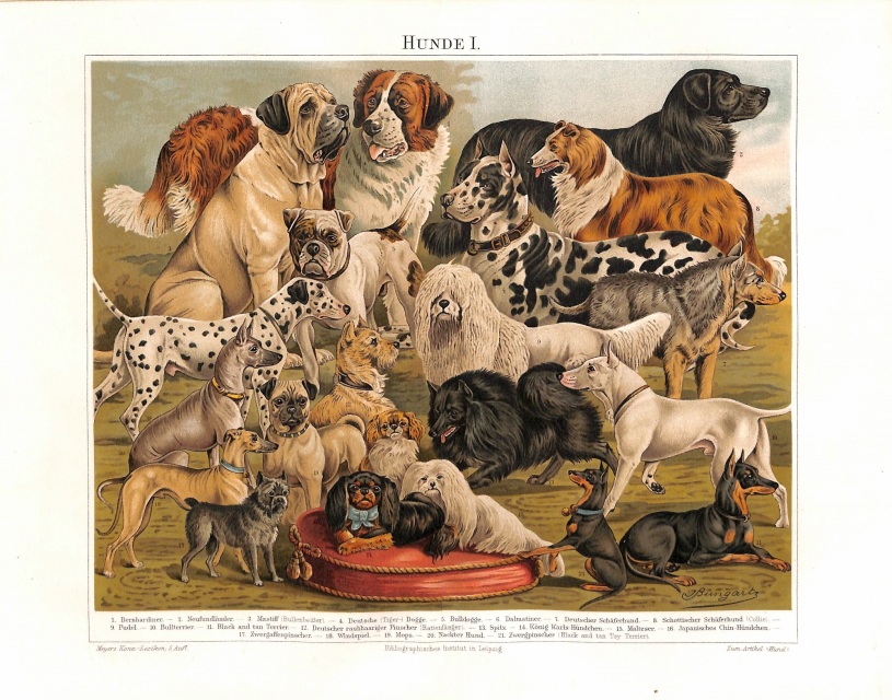 Breeds_of_dog_from_The_Yuzhakov's_Bolshaya_Enc._(1904)